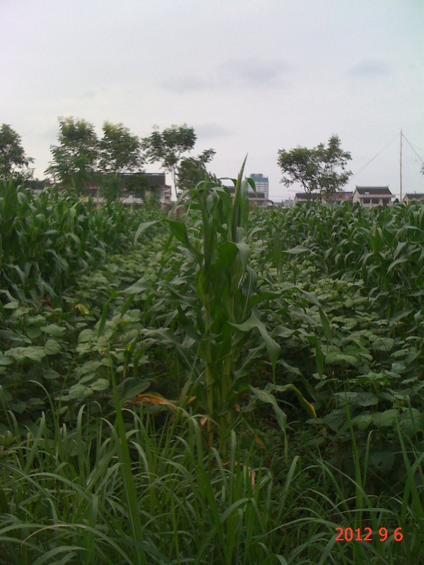 南通錦繡河山苗木9月份最新動態(tài)