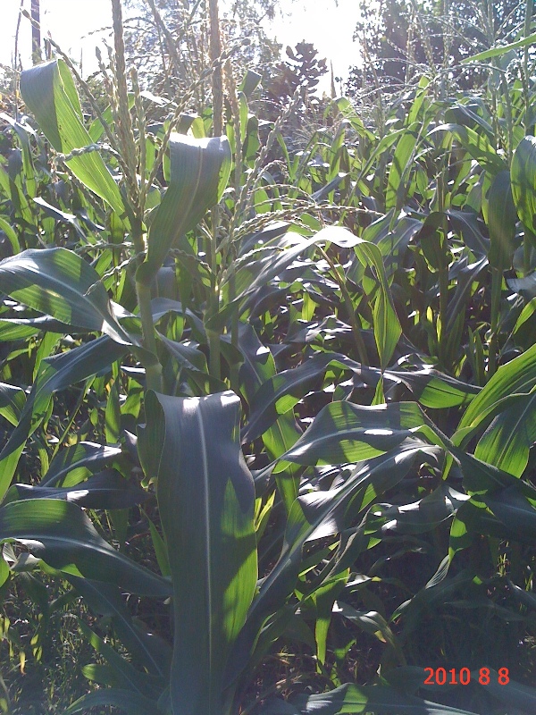 南通錦繡河山苗木8月份最新動(dòng)態(tài)